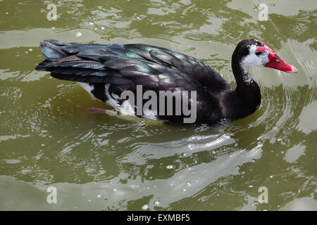 Oie-armée de Gambie (Plectropterus gambensis) au Zoo Ohrada Hluboká nad Vltavou, en Bohême du Sud, en République tchèque. Banque D'Images