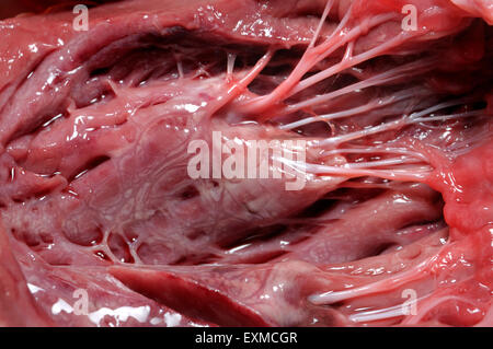 Coeur de brebis - en coupe montrant des ventricules, soupapes et 'cœur' (les tendons) Banque D'Images