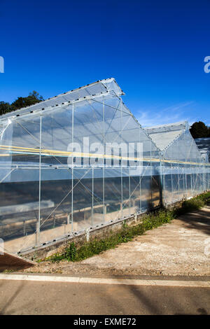 Les plantations de serre horticole recouvert de plastique Banque D'Images