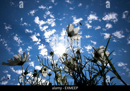 Munich, Allemagne. 07 juillet, 2015. Une abeille vole passé fleurs blanches sur les terres du château Nymphenburg à Munich, Allemagne, 02 juillet 2015. Photo : PETER KNEFFEL/dpa/Alamy Live News Banque D'Images