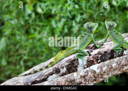 Deux iguanes verts sur un membre de l'arbre à Tortuga, Costa Rica, Amérique centrale. Banque D'Images