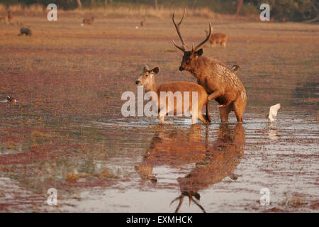 Cerfs Sambar Cervus unicolor ; hommes femmes dans l'accouplement ; lac Rajbagh Réserve de tigres de Ranthambore National Park ; Rajasthan Inde ; Banque D'Images