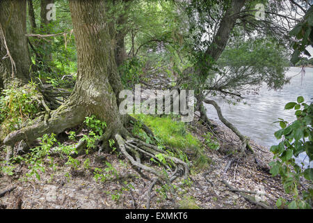 Forêt alluviale sur le front du Danube dans le parc national de Donau-Auen Autriche. Banque D'Images