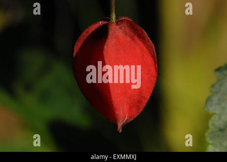 Abutilon megapotamicum, pavillon belge Banque D'Images