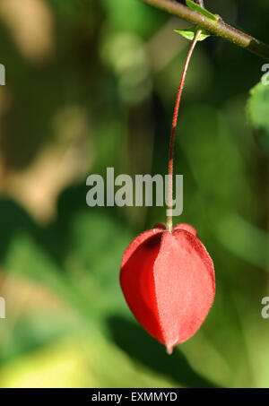 Abutilon megapotamicum, pavillon belge Banque D'Images