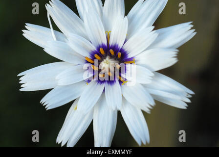 Catananche caerulea Alba, Cupid's dart Banque D'Images