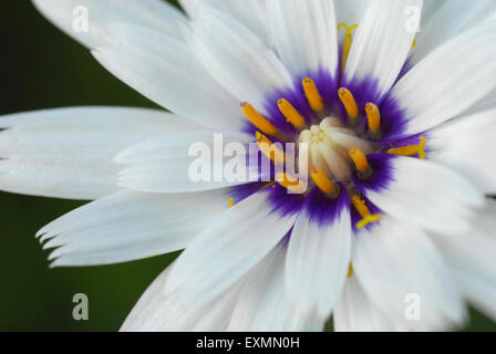 Catananche caerulea Alba, Cupid's Dart Banque D'Images