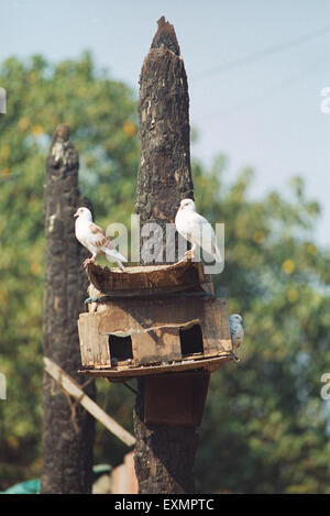 Pigeon Bird House, pigeons, birdhouse, Inde, Asie Banque D'Images