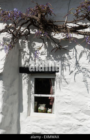 Orient Ogwell, Devon, Angleterre. Fenêtre chalet avec pichets et glycine. Banque D'Images