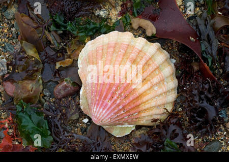 Pétoncle méditerranéen (Pecten jacobeus) échoués parmi les algues sur la plage Banque D'Images