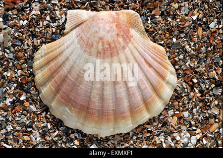 Pétoncle méditerranéen (Pecten jacobeus) lavés sur shell beach Banque D'Images