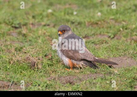 Red falcon à pieds. Banque D'Images