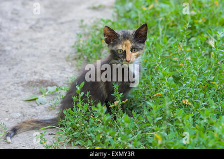 Portrait de trois couleurs kitty avoir reste dans l'herbe. Banque D'Images