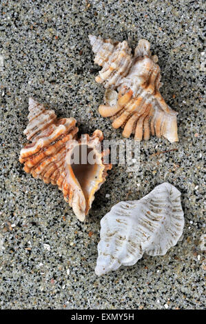 Sting winkle / forage / huître (Murex Ocenebra erinacea) coquillages lavés sur beach Banque D'Images