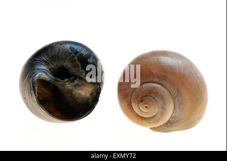 Large collier de coquillages (Euspira catena / Natica catena / catenus Polinices) sur fond blanc Banque D'Images