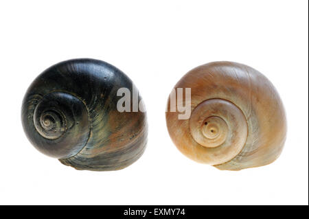 Large collier de coquillages (Euspira catena / Natica catena / catenus Polinices) sur fond blanc Banque D'Images