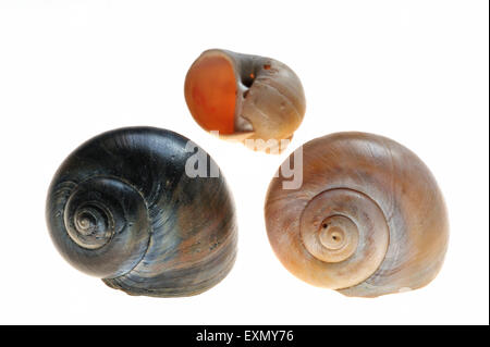 Large collier de coquillages (Euspira catena / Natica catena / catenus Polinices) sur fond blanc Banque D'Images