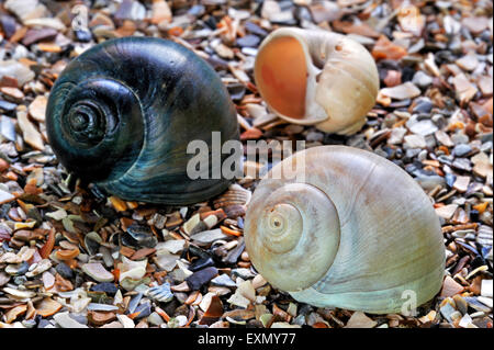 Large collier de coquillages (Euspira catena / Natica catena / catenus Polinices) lavés on beach Banque D'Images