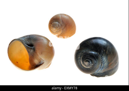 Large collier de coquillages (Euspira catena / Natica catena / catenus Polinices) sur fond blanc Banque D'Images