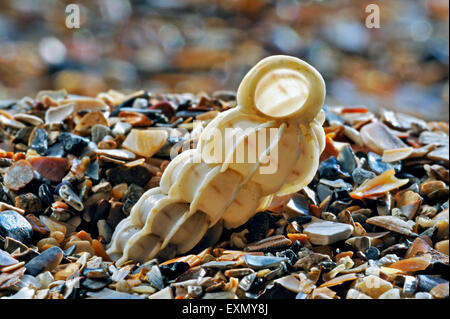 Wentletrap Epitonium commune (clathrus) lavés sur shell beach Banque D'Images