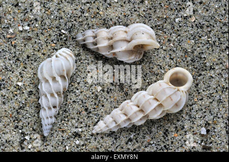 Wentletrap Epitonium commune (clathrus) shells on beach Banque D'Images