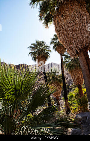 Quarante-neuf palms Oasis dans Joshua Tree National Park, Californie, USA. Banque D'Images