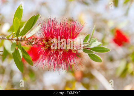 Arbre à soie persane (Albizia julibrissin) Feuillage et fleurs Banque D'Images