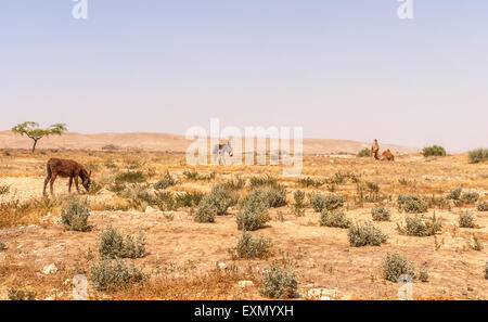 Paysage de désert dans le désert israélien du Néguev, l'âne et de chameau dans l'arrière-plan Banque D'Images