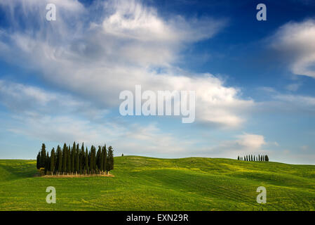 Un groupe de cyprès entre collines vertes et fleurs jaunes et sous les nuages blancs près de Torrenieri dans la Valdorcia, Italie. Banque D'Images