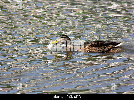 Sur le canal de la forêt pic dans Marple Greater Manchester sur une chaude journée ensoleillée une femelle Canard colvert (anus platyrhnchos) essaie de manger un petit poisson. Banque D'Images