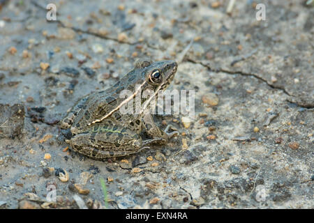 Grenouille léopard sur les vasières. Banque D'Images