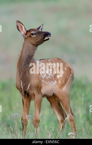 Bébé Wapiti (Cervus elaphus canadensis), Northern Rockies Banque D'Images