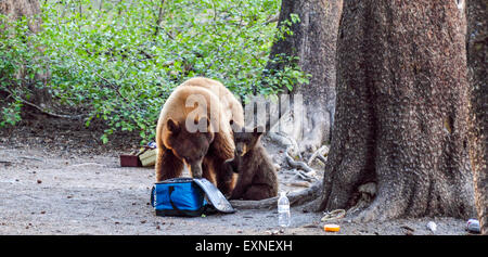 L'ours noir et la cub dans le bassin Mammoth Lakes Banque D'Images