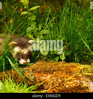 L'Polecat, rarement vu dans la campagne britannique, plus proche parent est le furet Banque D'Images
