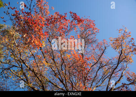 Arbre Liquidambar, Liquidambar styraciflua, connu sous le nom de 'sweet gum', Royal Botanic Gardens, Sydney, Australie Banque D'Images