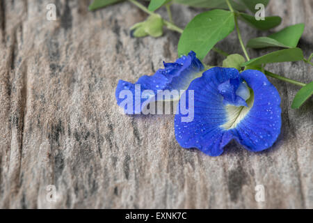 Papillon ( pois frais Clitoria ternatea) fleur sur vieux bois en bois Banque D'Images