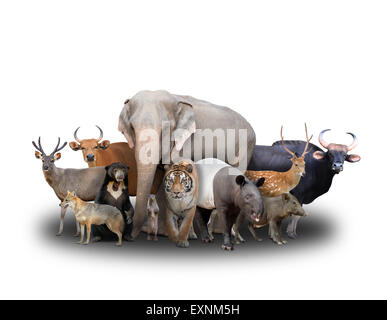 Groupe d'Asie animaux sur fond blanc Banque D'Images