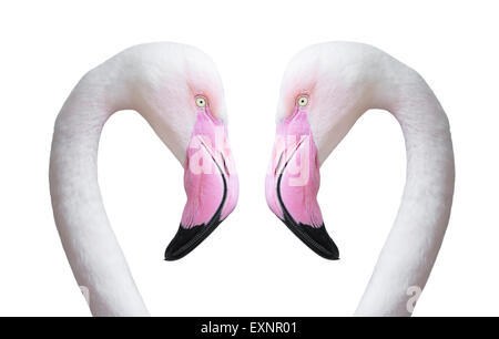 Deux tête flamingo isolé sur fond blanc Banque D'Images