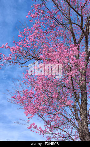Belle fleur de cerisier himalayen sauvage ( Prunus cerasoides ) Banque D'Images