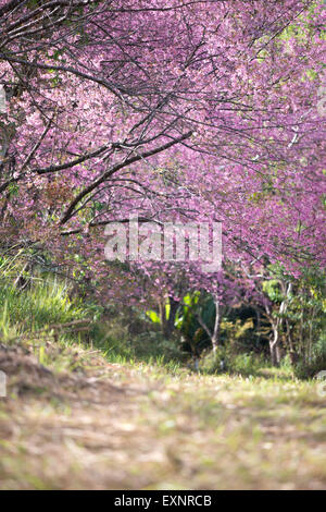 Belle fleur de cerisier himalayen sauvage ( Prunus cerasoides ) Banque D'Images