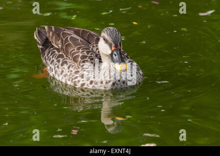 Spot-billed Duck ( poecilorhyncha poecilorhyncha ) Banque D'Images