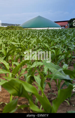 Biogaz plante dans un champ de maïs Banque D'Images