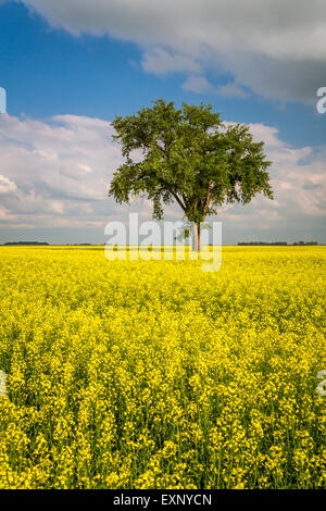 Un arbre isolé dans un champ de canola près de Myrtle, Manitoba, Canada. Banque D'Images