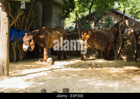 Le Baudet du Poitou, Equus asinus asinus 'Poitou' dans le zoo de Schönbrunn à Vienne le vendredi 26 juin, 2015. (CTK Photo/Libor Sojka) Banque D'Images