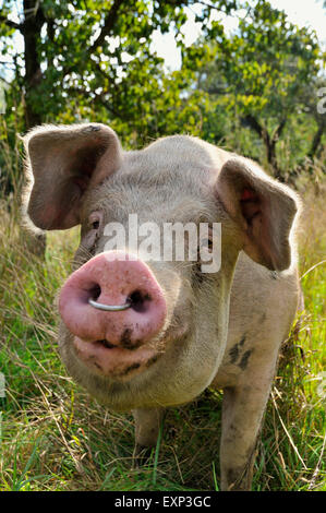 Les porcs domestiques (Sus domesticus) avec anneau dans le nez, en Rhénanie du Nord-Westphalie, Allemagne Banque D'Images