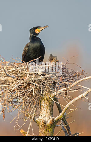 Grand Cormoran (Phalacrocorax carbo) assis dans le nid, colonie de reproduction, au milieu de la Réserve de biosphère de l'Elbe, la Saxe-Anhalt Banque D'Images