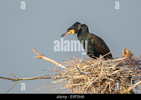 Grand Cormoran (Phalacrocorax carbo) assis dans le nid, colonie de reproduction, au milieu de la Réserve de biosphère de l'Elbe, la Saxe-Anhalt Banque D'Images