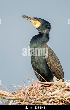 Grand Cormoran (Phalacrocorax carbo) assis dans le nid, colonie de reproduction, au milieu de la Réserve de biosphère de l'Elbe, la Saxe-Anhalt Banque D'Images