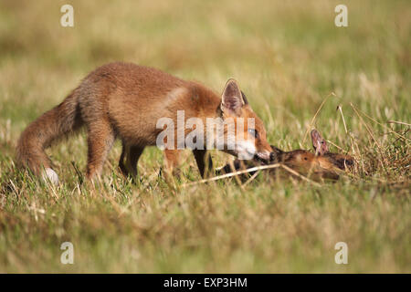 Le renard roux (Vulpes vulpes) chaton, 3 mois, se nourrissant de faons de chevreuils (Capreolus capreolus) sur scythed pré, Allgaeu, Bavaria Banque D'Images