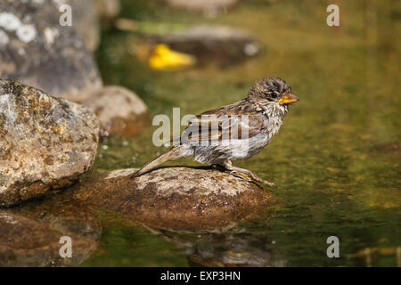 Moineau domestique (Passer domestiques) jeune après bain dans l'étang de jardin, Allemagne Banque D'Images